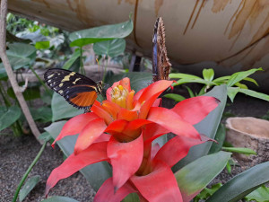 Motýlům nejvíc chutnají téměř nahnilé banány. Seznamte se s životem tropických druhů v nové expozici