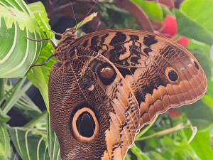 Motýlům nejvíc chutnají téměř nahnilé banány. Seznamte se s životem tropických druhů v nové expozici