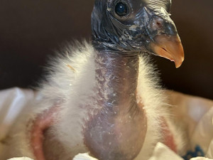 V liberecké zoo odchovali vzácného kondora z Olomouce. Mládě krmí maňásek