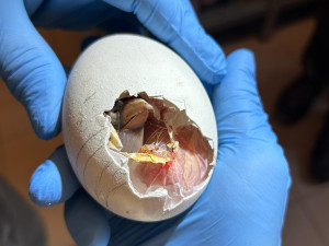 V liberecké zoo odchovali kondora z Olomouce. Mládě krmí maňásek