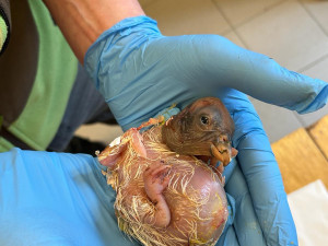 V liberecké zoo odchovali kondora z Olomouce. Mládě krmí maňásek