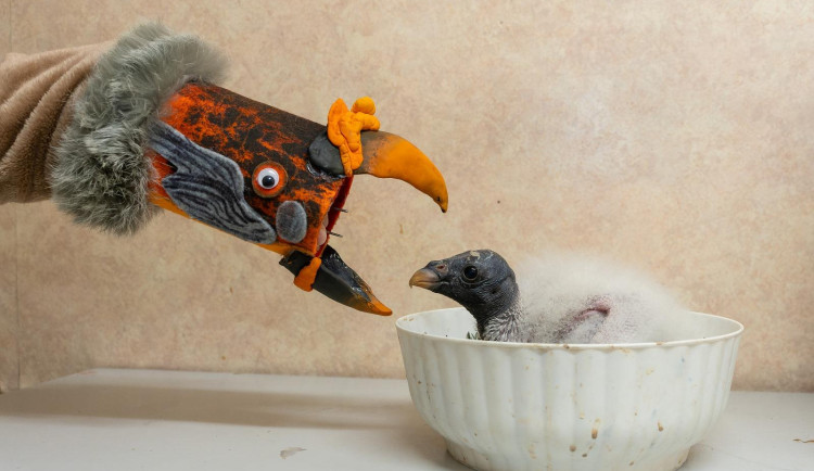 Krmení mláděte s pomocí maňáska.