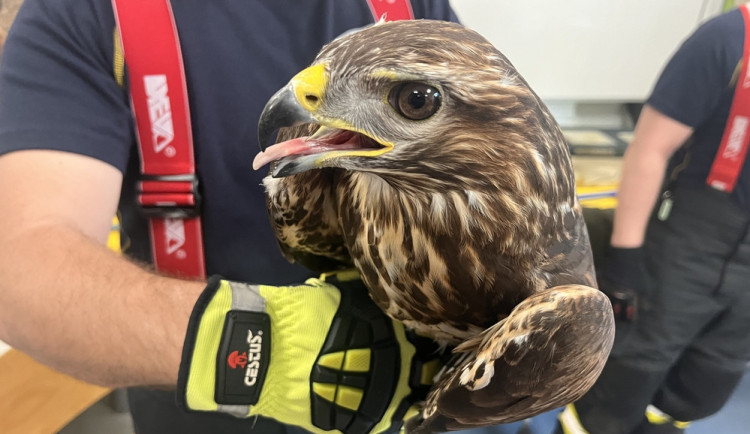 Hasiči se v zoo v Brně učili správně manipulovat s velkými ptáky i dlouhými hady