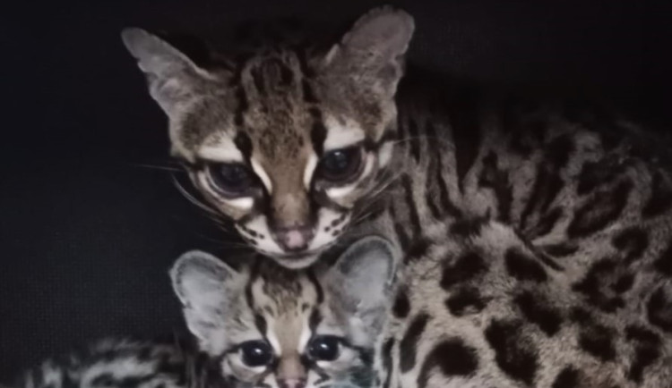 Zoo Liberec hlásí nové přírůstky. Narodil se malý margay, nosálové bělohubí nebo vzácný urial bucharský