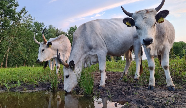 VIDEO: Pastva skotu přinesla ptačímu parku na Hodonínsku pestrost. Žije tam spousta brouků, motýlů i ptáků