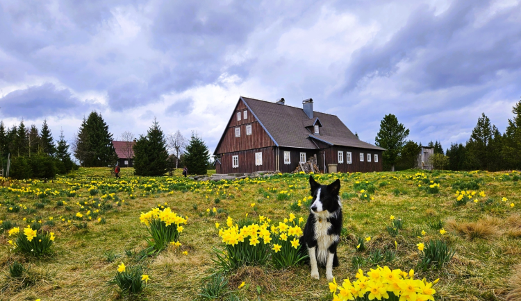 Co všechno nabízejí Jizerky na jaře? Vydat se můžete například na přehradu, rozhlednu či za vědou