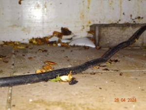 Inspekce uzavřela pizzerii v centru Liberce. Odhalila šváby i vrstvy špíny