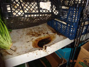 Inspekce uzavřela pizzerii v centru Liberce. Odhalila šváby i vrstvy špíny