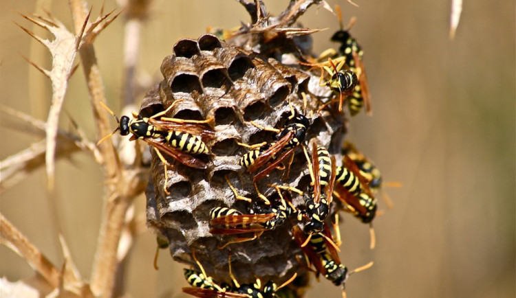 Co dělat s vosami nebo sršni na vlastním pozemku. Hasiči radí volat odborníky