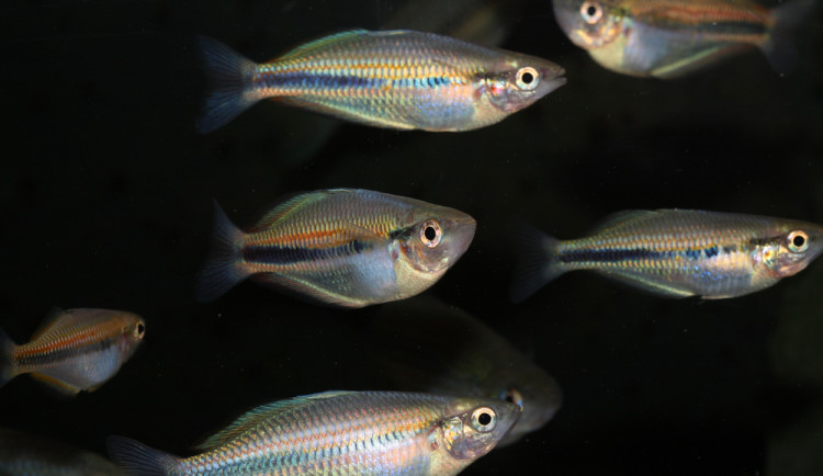 V brněnské zoo se poprvé rozmnožila kriticky ohrožená rybka