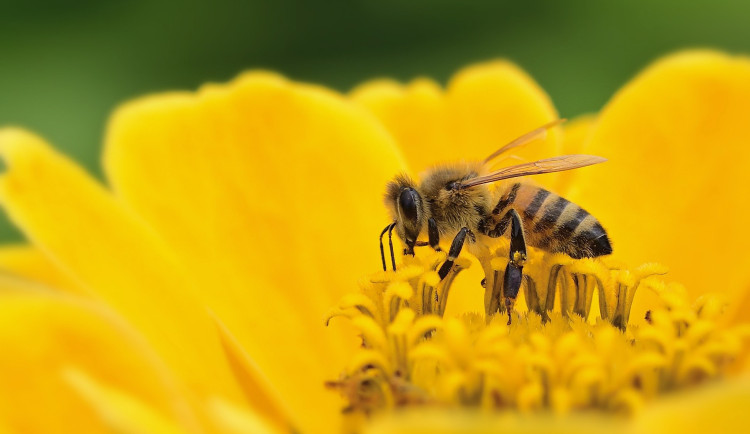 Botanická zahrada pořádá den včel. Poznat můžete podrobně jejich život