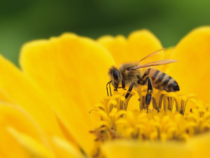 Botanická zahrada pořádá den včel. Poznat můžete podrobně jejich život