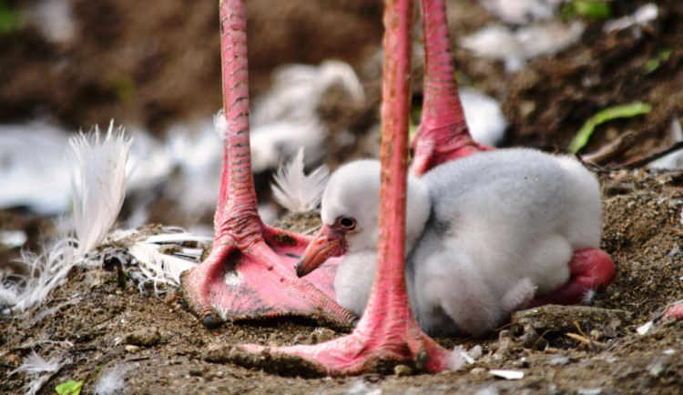 VIDEO: Jihlavskou zoo se nese křik malých plameňáků. Nejraději se schovávají v peří svých matek