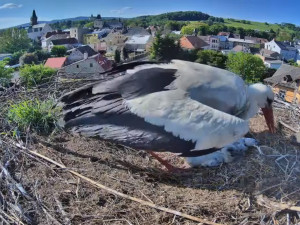 Frýdlantští čekají na narození pátého mláděte. V čapích hnízdech v kraji už je rušno