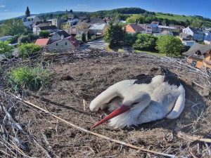 Frýdlantští čekají na narození pátého mláděte. V čapích hnízdech v kraji už je rušno