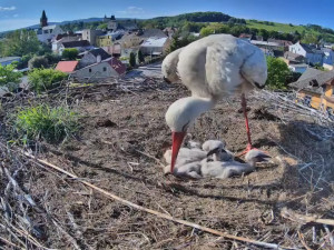 Frýdlantští čekají na narození pátého mláděte. V čapích hnízdech v kraji už je rušno