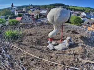 Frýdlantští čekají na narození pátého mláděte. V čapích hnízdech v kraji už je rušno