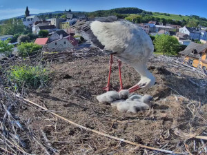 Frýdlantští čekají na narození pátého mláděte. V čapích hnízdech v kraji už je rušno