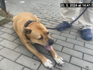 Muž kopal na ulici do psa. Lidé zasáhli a majiteli pak zvíře zabavili strážníci