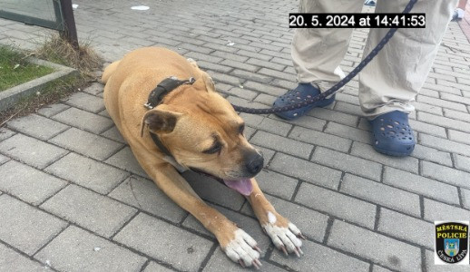 Fenka, ke které se majitel choval neurvale.