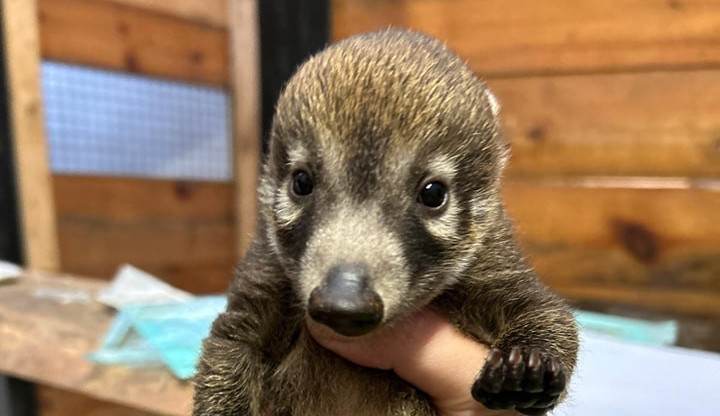 Novinky u nosálů. Narodila se čtyřčata, matka je pečlivě střeží