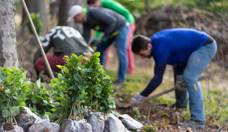 Výsadba nových stromků na Liberecku.