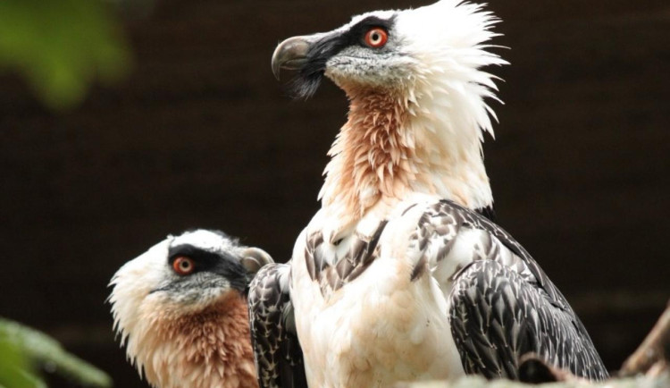 Chovný pár orlosupů bradatých.