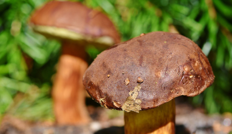 Meteorologové zveřejňují mapu ukazující pravděpodobný růst hub