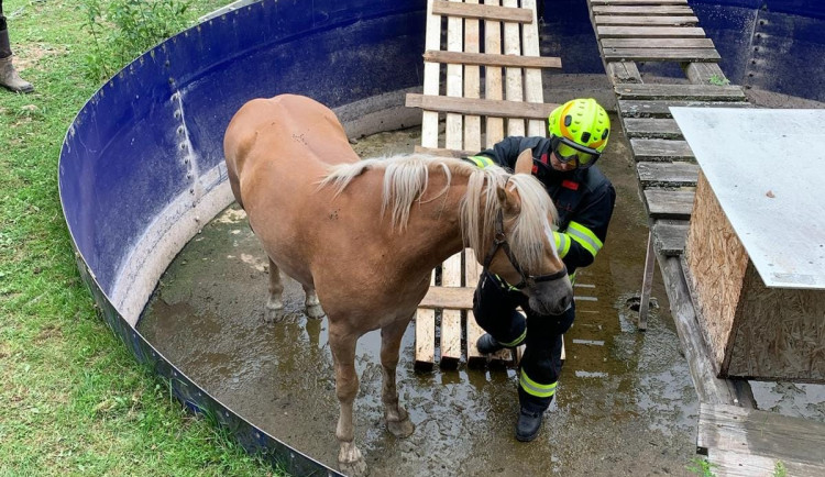 Koně vytáhl z bazénu na Náchodsku jeřáb