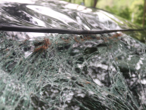 Statný jelen skončil nečekaně na auto a zmizel v lese