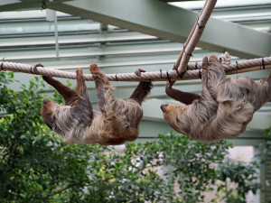 Tip na výlet: Do Drážďan na vláčky, letadla, do zoo i zábavného světa