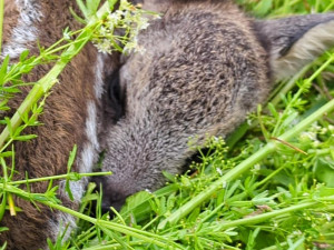 Vězni pomáhali myslivcům hledat na loukách srnčata přes sečením