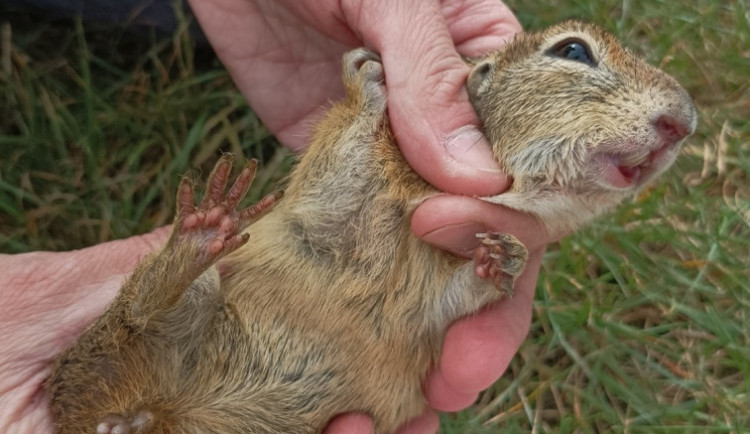 Odchyt syslů v Hodkovicích kvůli DNA. Na letišti jich žijí stovky