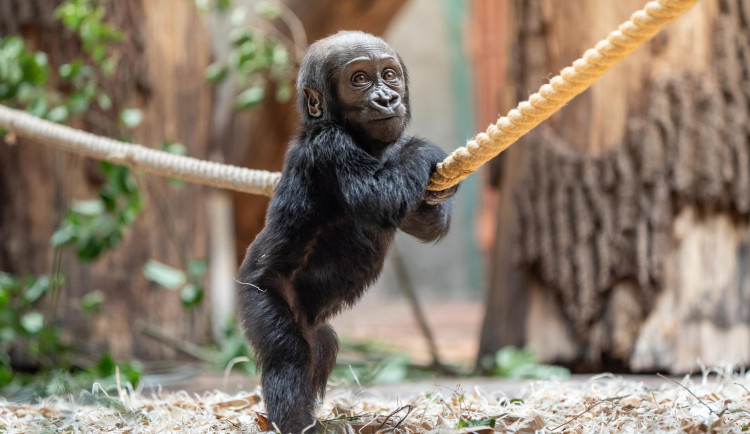 VIDEO: Provokování sestry a hraní si s tátou. Malá gorila Mobi se v pražské zoo učí chodit a objevuje okolí