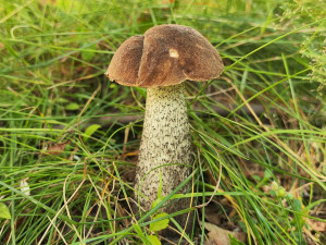 (NE)OBYČEJNÍ: Houby najde i na sídlišti, raději je fotí. Jím je výjimečně, říká houbař Petr Lukáš