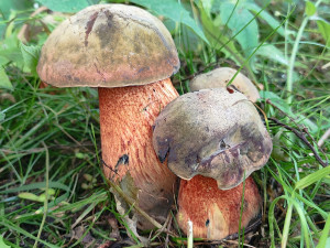 (NE)OBYČEJNÍ: Houby najde i na sídlišti, raději je fotí. Jím je výjimečně, říká houbař Petr Lukáš