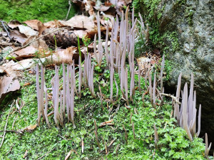 (NE)OBYČEJNÍ: Houby najde i na sídlišti, raději je fotí. Jím je výjimečně, říká houbař Petr Lukáš