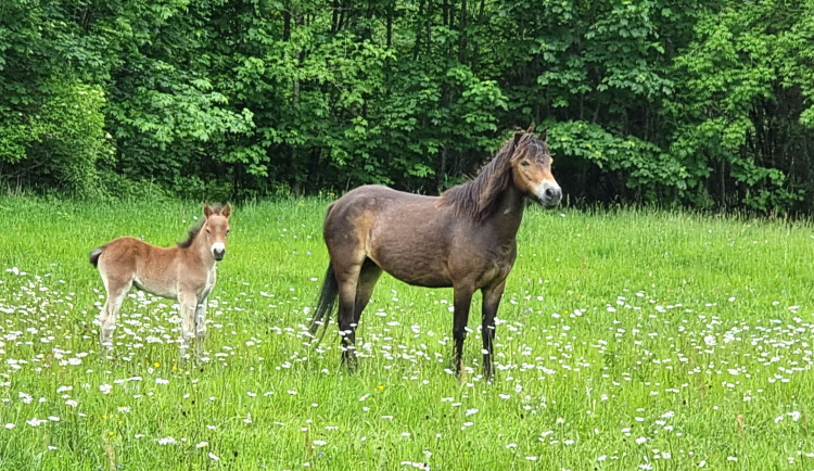 Od Aše po Znojmo. Velcí kopytníci pomáhají v Česku obnovovat krajinu, jedna rezervace je i na jižní Moravě