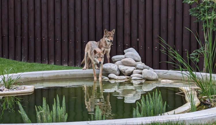 Záchranné centrum v táborské zoo pomohlo prvním zvířatům, útočiště v něm našla pětice vlků