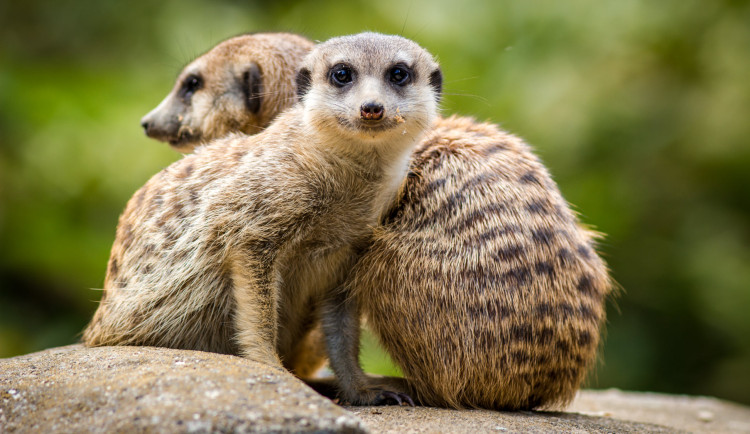 Návštěvníci liberecké zoo mohou po tři čtvrtě roce vidět surikaty