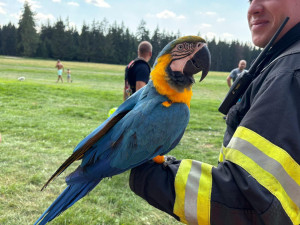 Patnáctiminutový zásah v koruně stromu. Hasiči z Tanvaldu odchytli vzácného papouška jménem Kvido