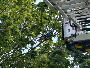 Patnáctiminutový zásah v koruně stromu. Hasiči z Tanvaldu odchytli vzácného papouška jménem Kvido