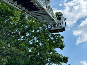 Patnáctiminutový zásah v koruně stromu. Hasiči z Tanvaldu odchytli vzácného papouška jménem Kvido
