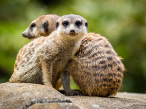 Návštěvníci liberecké zoo mohou po tři čtvrtě roce vidět surikaty