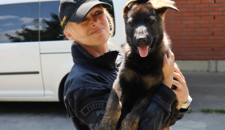 Liberecký tým policejních psovodů má novou posilu, dvouměsíčního německého ovčáka Hrrona