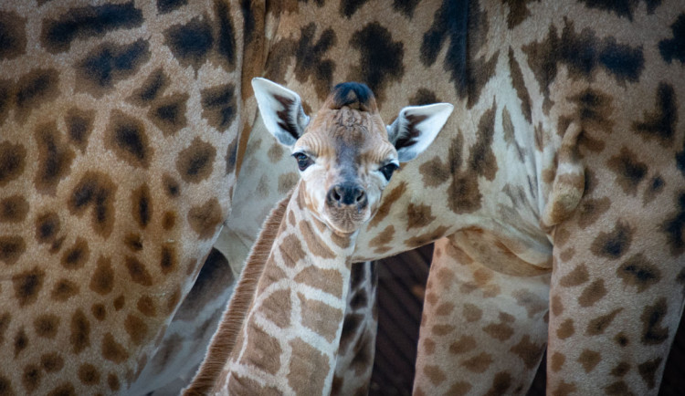 V liberecké zoo se narodilo mládě silně ohrožené žirafy Rothschildovy