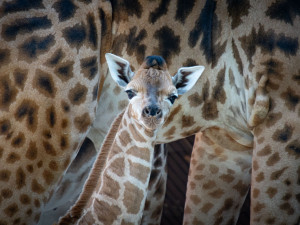 V liberecké zoo se narodilo mládě silně ohrožené žirafy Rothschildovy