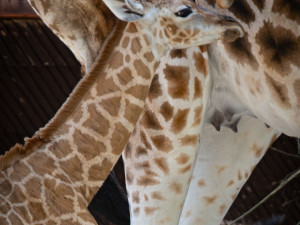 V liberecké zoo se narodilo mládě silně ohrožené žirafy Rothschildovy