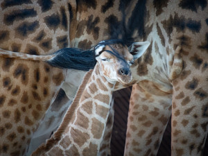 V liberecké zoo se narodilo mládě silně ohrožené žirafy Rothschildovy