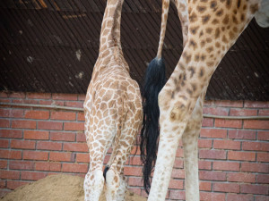 V liberecké zoo se narodilo mládě silně ohrožené žirafy Rothschildovy